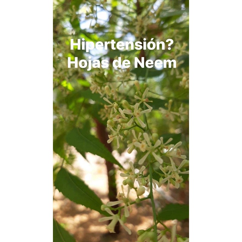 Neem Extracto 50ml y Hojas Deshidratadas 21g