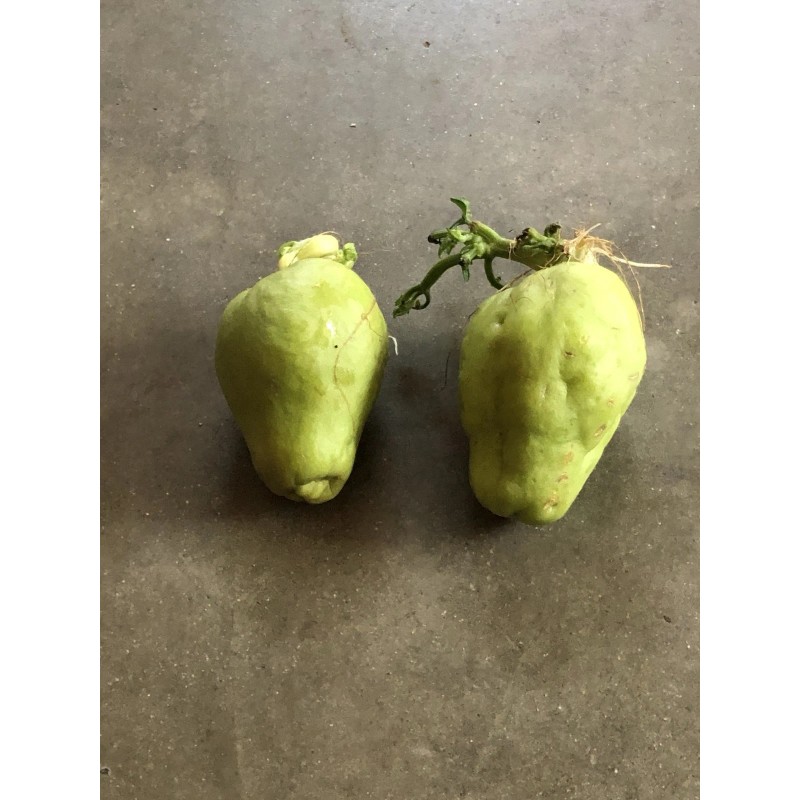 Chayote Plant 2 Sprouted Chayote Squash Mirliton Ready To Plant