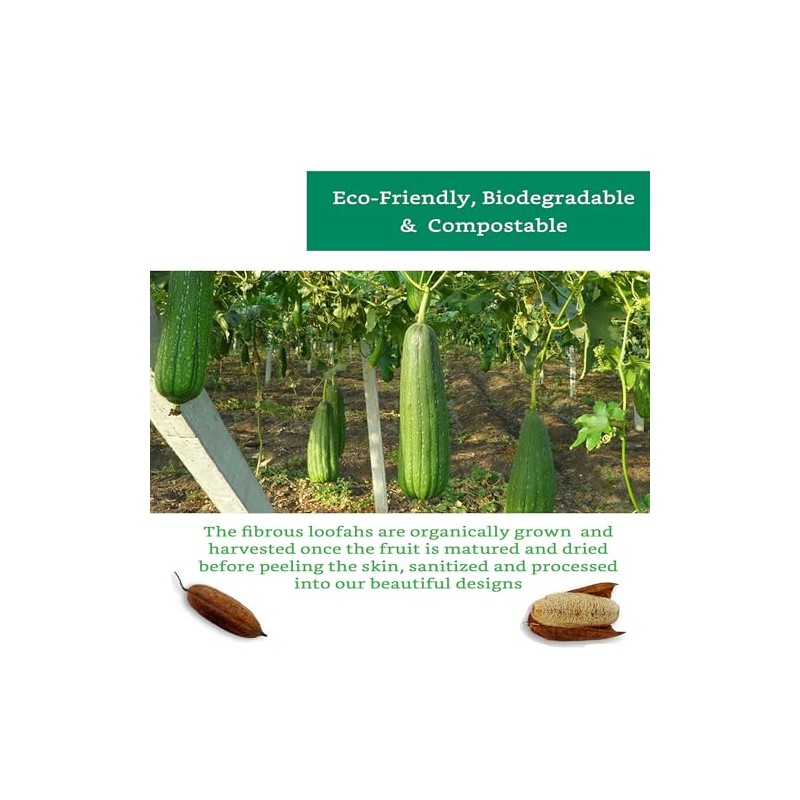 Esponjas 100 Naturales Cuerpo Nuestra Esponja Lufa Natural Está Elaborada