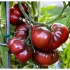30+ Giant Black Krim Tomato Seeds, Heirloom Non-GMO, Low Acid,