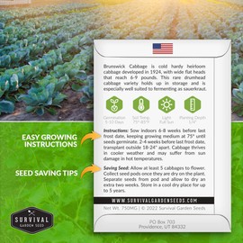 Survival Garden Seeds - Brunswick Cabbage Seed for Planting - 5 Packs with Instructions to Plant and Grow Flat Green Cabbages in Your Home Vegetable Garden - Non-GMO Heirloom Variety