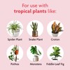 Miracle-Gro Tropical Houseplant Food - Liquid Fertilizer for Tropical Houseplants,