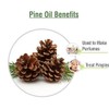 Salvia Pine (Pinus Sylvestris) Essential Oil Pure & Natural -