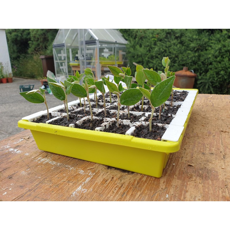 BUSTASEED Tip Out Propagation Kit - Sustainable, Reusable and Extra