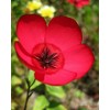 Flax Scarlet Nice Garden Flower by Seed Kingdom BULK 12,000