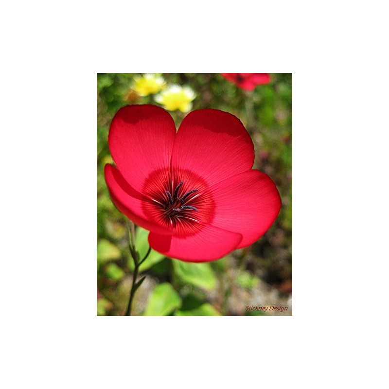 Flax Scarlet Nice Garden Flower by Seed Kingdom BULK 12,000