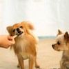 Fitpet L Natural Cowhide Chew Treat Plain