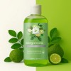 Shampoo Capilar De Extracto De Bergamota 500ml