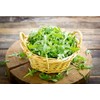 Arugula Salad Rocket Rucola 1000+ Seeds for Planting