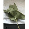 Fresh one pound Aprox. Fresh Eucalyptus leaves 16 onz Free