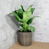 TREATLIFE HOME Self-Watering Wicker Decor Planter for Indoor and Outdoor