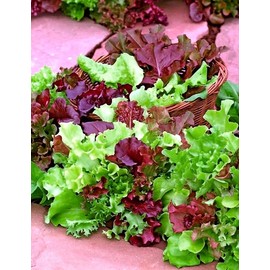 Lettuce Baby Vitamin Mix Seeds – Fast-Growing Annual Leafy Greens (Lactuca Sativa) | Nutrient-Rich Microgreens & Baby Leaves for Salads