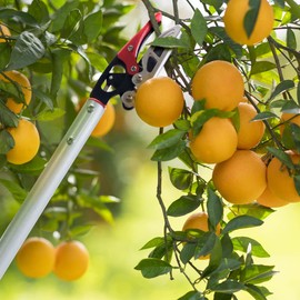 Byhagern 32-Inch Cut and Hold Pruners, Long-Reach Tree Pruner with Rotating Cutter Head, Long Pruning Shears for Garden, Fruit Picking, Branches Trimming