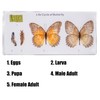 Life Cycle of Common Insect Specimen, Resin Collection Science Toys