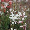 Park Sparkle White Gaura, Pack of 25 Seeds