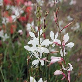Park Sparkle White Gaura, Pack of 25 Seeds