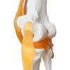 EVOTECH SCIENTIFIC Human Functional Knee Joint Model with Ligament Life