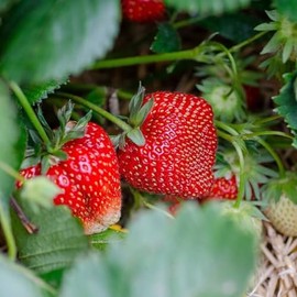 Ozark Beauty Everbearing Strawberry Plants - Sweet, Wedge-Shaped Berries - Bare Root Strawberry Plants from Hand Picked Nursery (10)