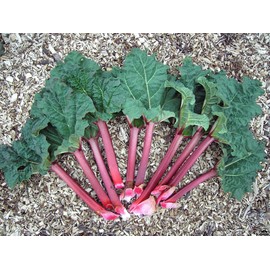 CEMEHA SEEDS Rhubarb Herb Vegetable Outdoor Indoor Garden Heirloom Non-GMO