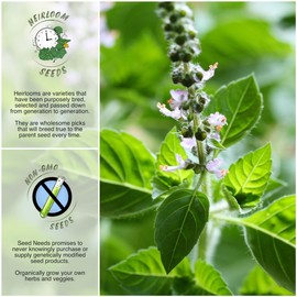Seed Needs, Holy Basil Seeds - 500 Heirloom Seeds for Planting Ocimum sanctum - Medicinal Tulsi Herb to Plant Indoors or Outdoors, Non-GMO & Untreated (5 Packs)