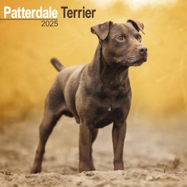 Patterdale Terrier 2025 - 16 Month Calendar: Original Avonside Calendar [Multilingual] [Calendar] (Wall Calendar)