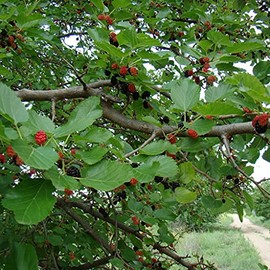 Black Mulberry Tree Seeds (Morus nigra) Packet of 20 Seeds