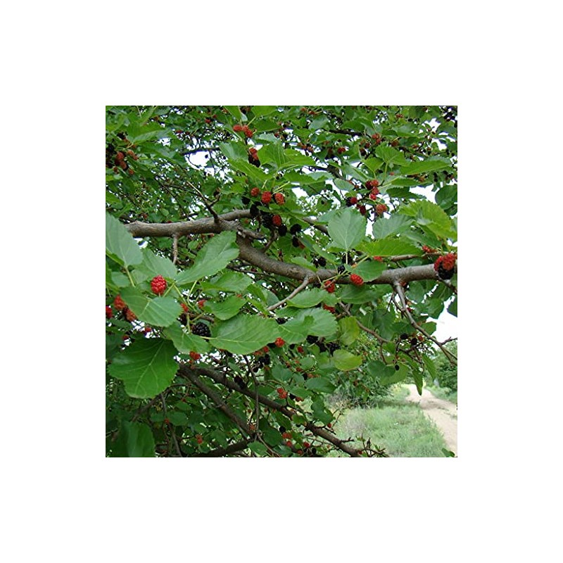 Black Mulberry Tree Seeds (Morus nigra) Packet of 20 Seeds