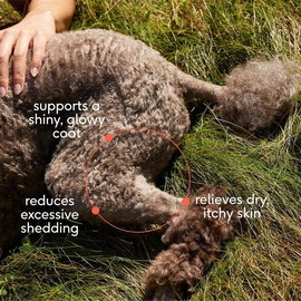 Native Pet Omega-3 Fish Oil for Dogs & Cats – Supports Healthy Skin, Shiny Coat & Strong Joints