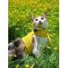 Cat Harness with Leash and Collar for Walking - Escape