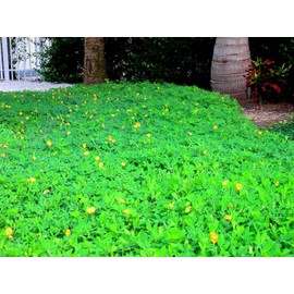 Ornamental Peanut Grass - 20 Live Fully Rooted Plants - Arachis Glabrata