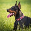 Rhea Rose Dog Martingale Collar with Quick Release Buckle, Adjustable