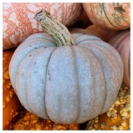 Everwilde Farms - 1 Oz Queensland Blue Winter Squash Seeds - Gold Vault