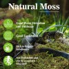 Sphagnum Moss for Reptiles -Terrarium Moss for Reptiles Peat Moss