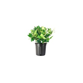 Ligustrum Waxleaf Privet | 1 Large Trade Gallon Size Plants | Blooming Evergreen Tree Privacy Hedge