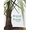 Windmill Palm Tree - 3 Gallon - Includes Planting Kit