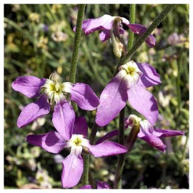 Everwilde Farms - 1 Oz Evening Scented Stock Wildflower Seeds - Gold Vault