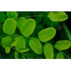 Moringa Leaf (Hoja de Moringa) 4 oz, (115 gr). Dehydrated