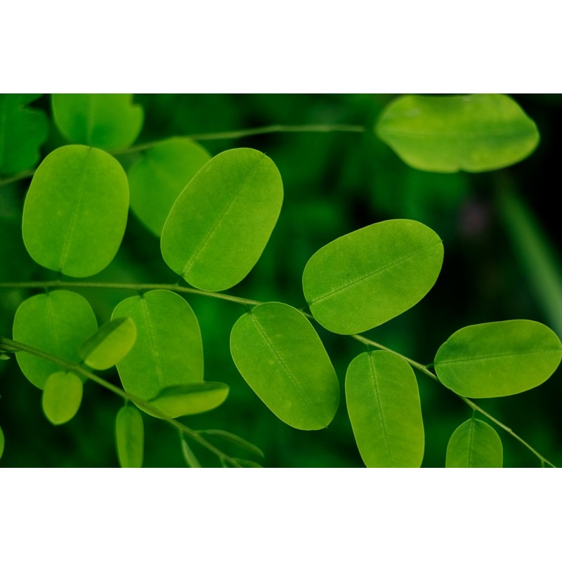 Moringa Leaf (Hoja de Moringa) 4 oz, (115 gr). Dehydrated