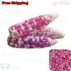 Treevale Organic Sticky Waxy Sweet White Purple Corn Seeds | NON-GMO Heirloom - 30 Seeds or 1/4 OZ