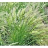 Little Seed Store 501+PRAIRIE JUNE GRASS Seeds Native Ornamental Drought