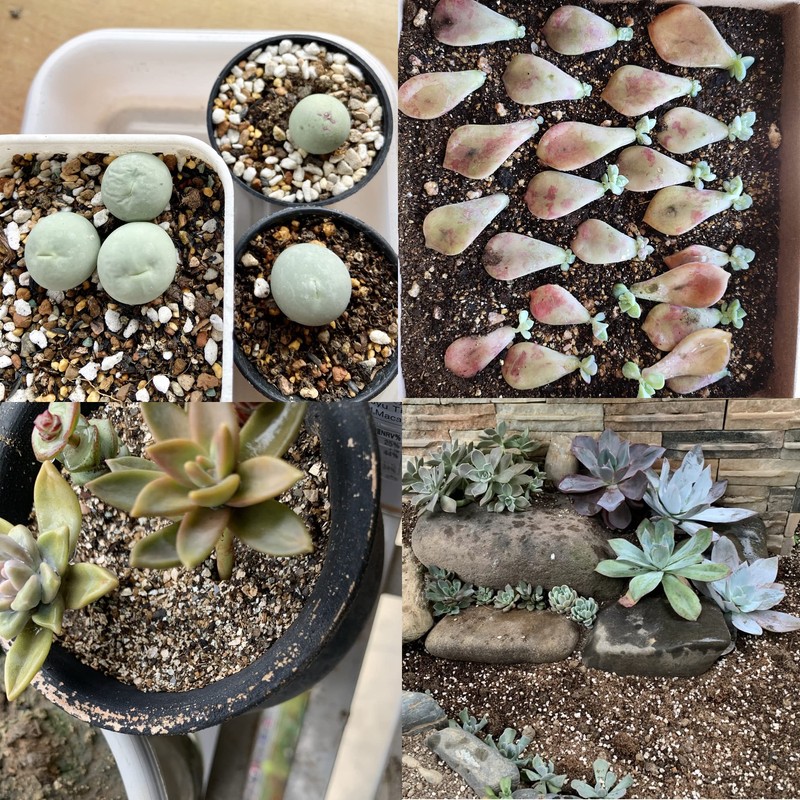 10QT Organic Perlite Horticultural Soil Amendment for Plants and Enhanced