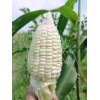 KSGARDEN 10GR = 30+ PCS WAXY CORN WHITE EXTRA STICK