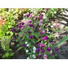 FUN AND GROW SEEDS: Seeds Globe Amaranth Mix Gomphrena Annual