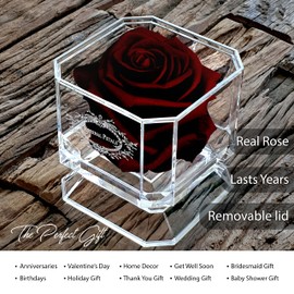 A 100% Real Rose That Lasts Years - Eternal Petals, Handmade in UK – White Gold Solo (Burgundy)