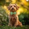 Babole Pet St Patricks Day Dog Collar with Bow Tie