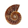 ANCLLO Ammonite Fossil Snail Specimen, Ammonite Fossil Specimen Shell Natural