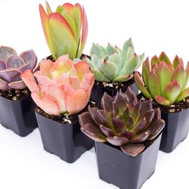 Colorful Succulents 6 Pack - Assorted 2 Inch - Live Succulent Plants - Fully Rooted Succulents