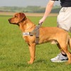 Annchwool No Pull Dog Harness with Soft Padded Handle,Reflective Strip