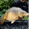 CarpeXpert - Pop-Up Tropical Tundra - 15mm - Floating Boilie,