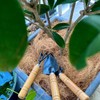 Natural Organic Coconut Husk Silk, Pure Coconut Shell Fiber Orchid